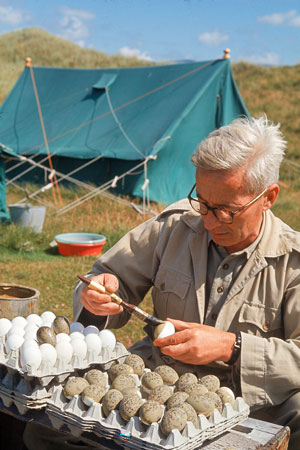 Scientist Nikolaas Tinbergen was an expert at watching and wondering.